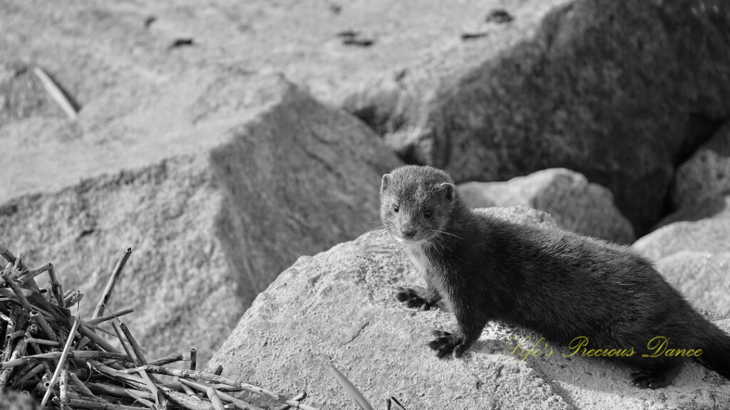 Black and white of a mink standing on rocks down along the jetty.