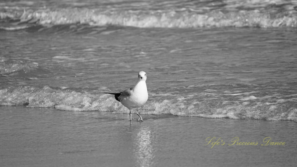 Black and white of a ring-billed gull on the beach as waves roll in.