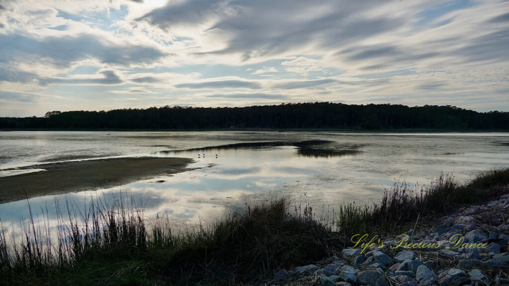 Landscape view of a marsh at Huntington Beach State Park. Clouds reflecting in the water. Three seabirds can be seen in the middle.