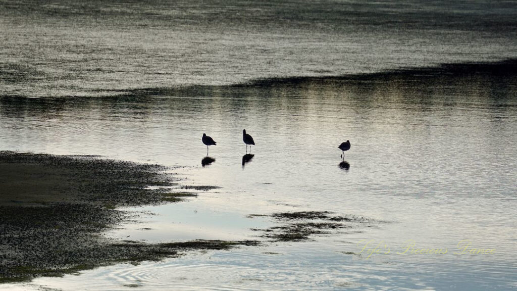 Three seabirds reflecting in the water of a marsh.