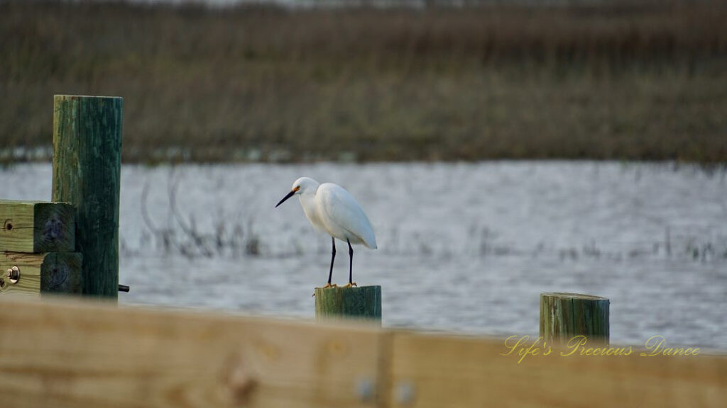 Snowy Egret standing on a pier post.