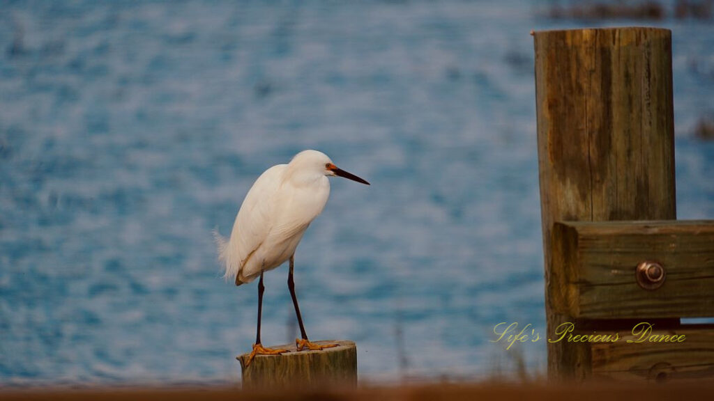 Snowy Egret standing on a pier post.