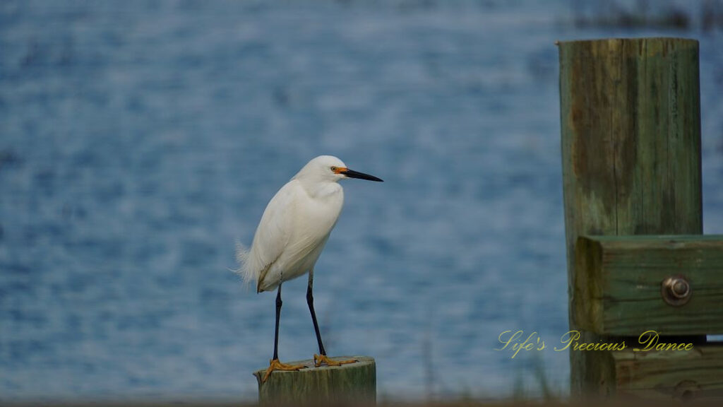 Snowy Egret standing on a pier post.