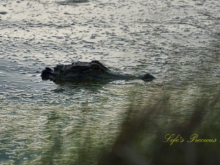 Head of an alligator protruding from a marsh