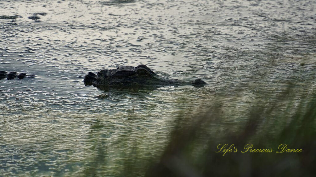 Head of an alligator protruding from a marsh