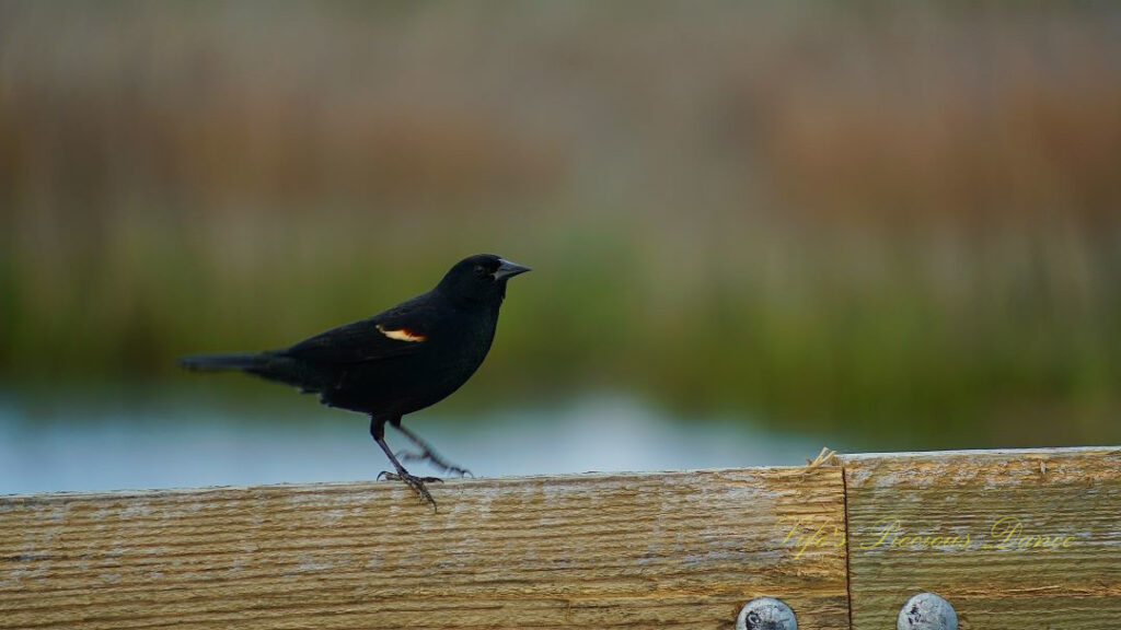 Red winged blackbird perched on a rail.