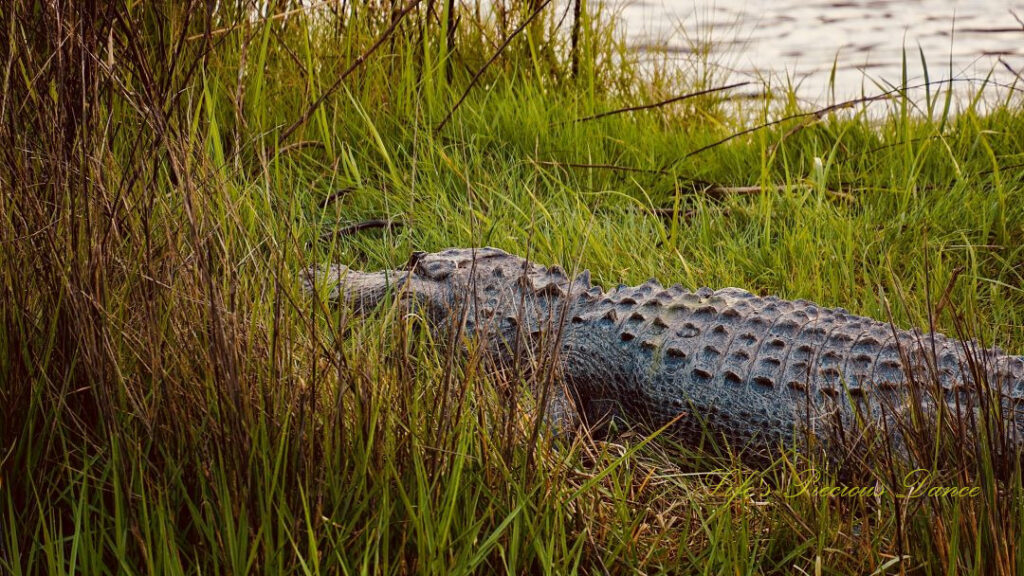 Alligator resting amongst the grass in a marshy area.