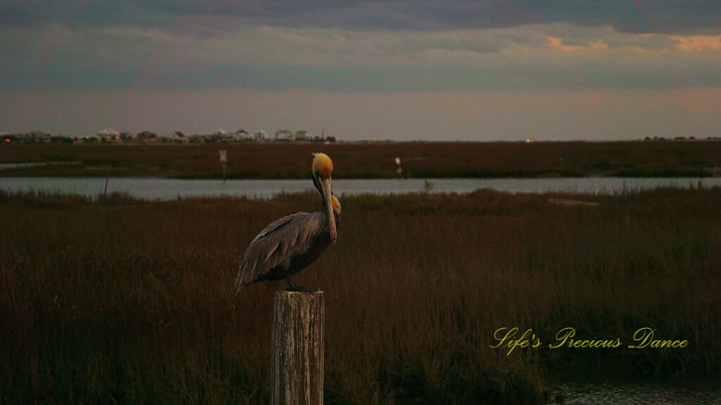 Brown pelican resting on a pier post at dusk, at Murrells Inlet.