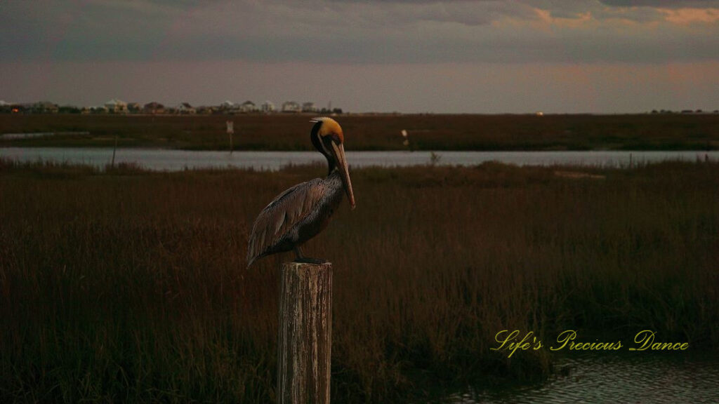 Brown pelican resting on a pier post at dusk, at Murrells Inlet.