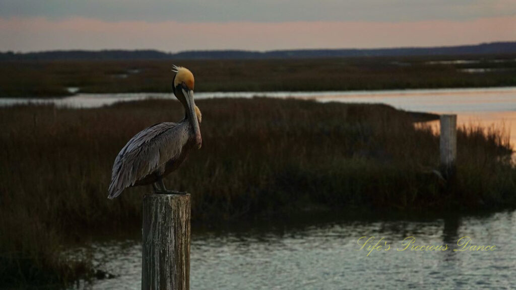 Brown pelican resting on a pier post at dusk, at Murrells Inlet.