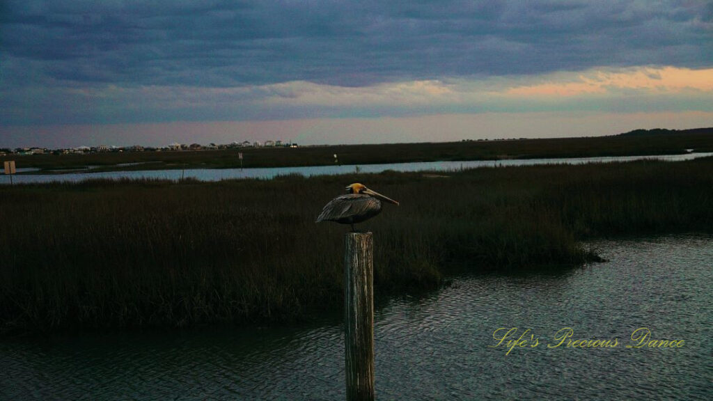 Brown pelican resting on a pier post at dusk, at Murrells Inlet.