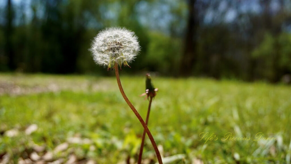 Close up of a puffball dandelion crisscrossing an unopened one.