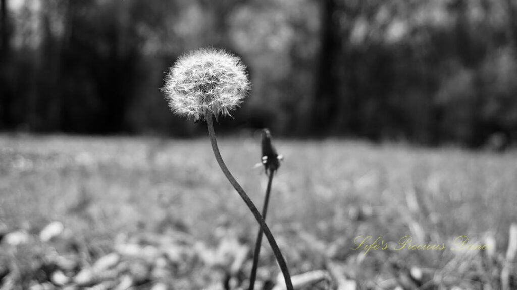 Black and white close up of a puffball dandelion crisscrossing an unopened one.