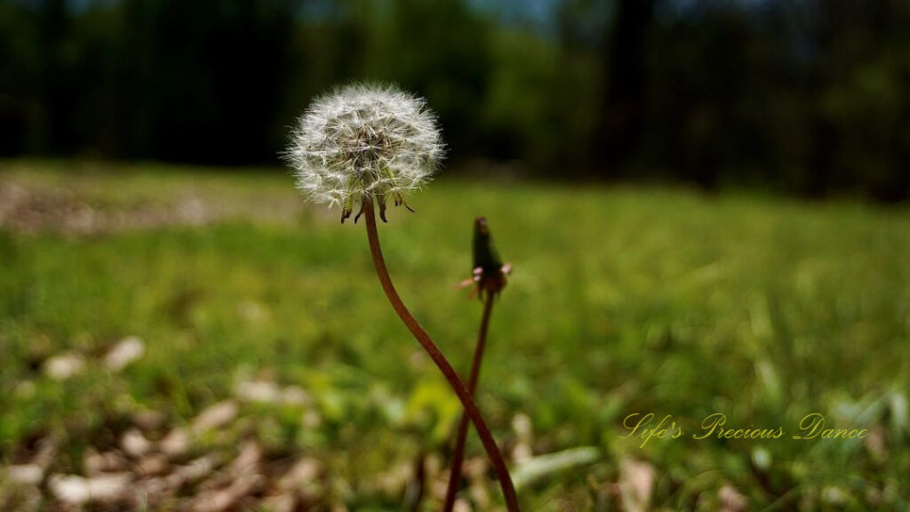 Close up of a puffball dandelion crisscrossing an unopened one.