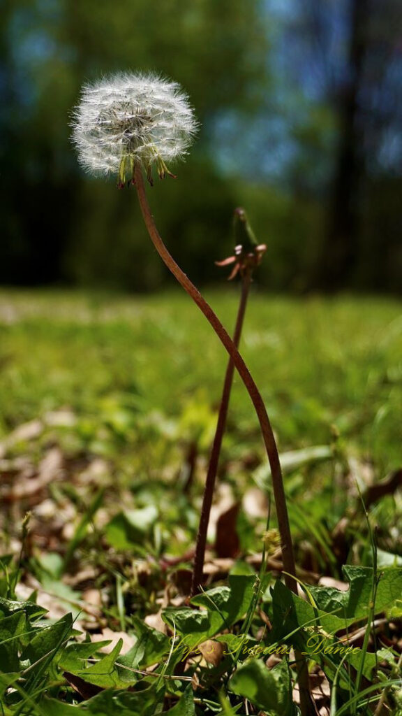 Close up of a puffball dandelion crisscrossing an unopened one.