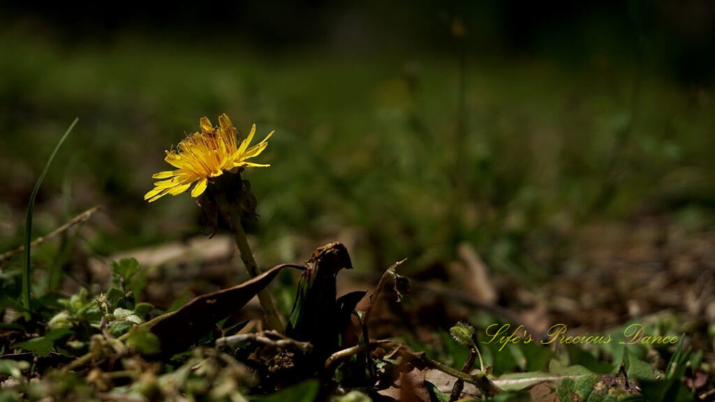 Close up ground level view of a dandelion in full bloom.