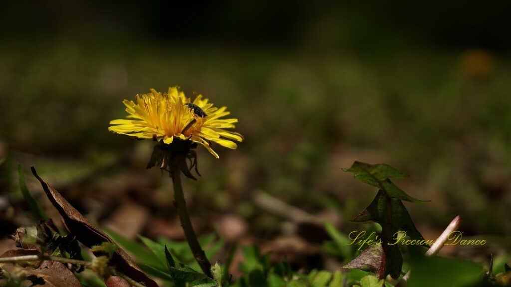 Close up of a dandelion in full bloom. An insect rests in it&#039;s center.