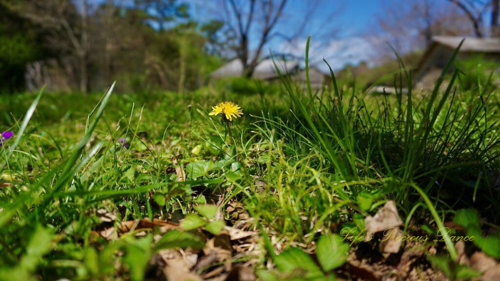 Close up of a dandelion from ground level. Trees, clouds and barns in the background.