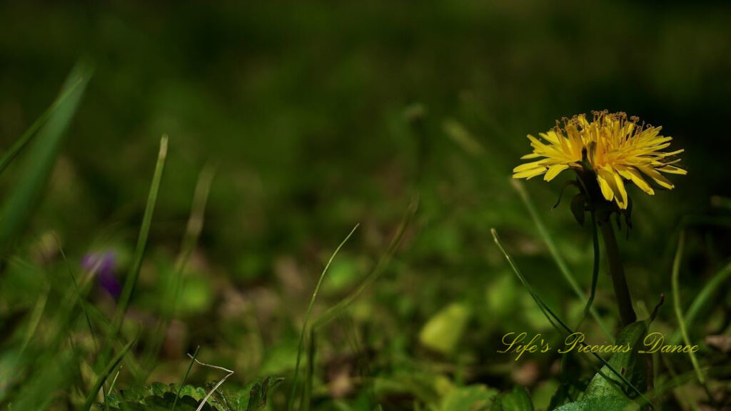 Close up ground level view of a dandelion in full bloom.