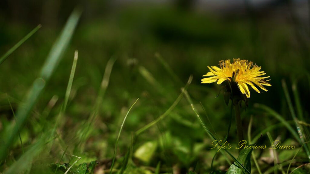 Close up ground level view of a dandelion in full bloom.