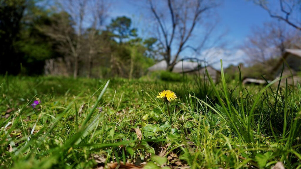 Close up of a dandelion from ground level. Trees, clouds and barns in the background.