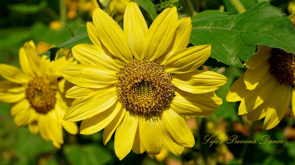 Close up of a yellow sunflower in full bloom.