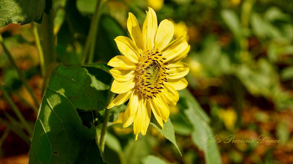 Side view of a yellow sunflower in full bloom