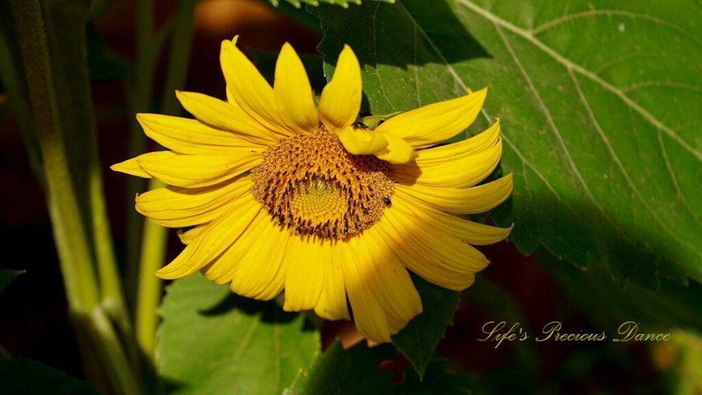 View form above a yellow sunflower in full bloom.