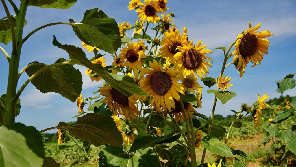 Looking upwards at several yellow sunflowers in full bloom.