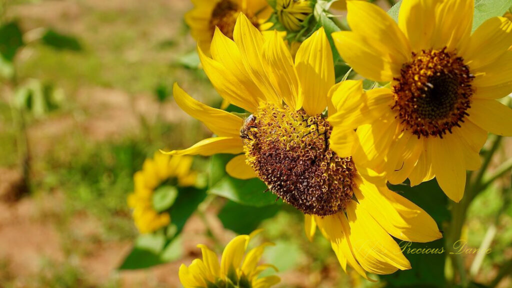 Two yellow sunflowers in bloom. One with a bee pollinating in its disk.