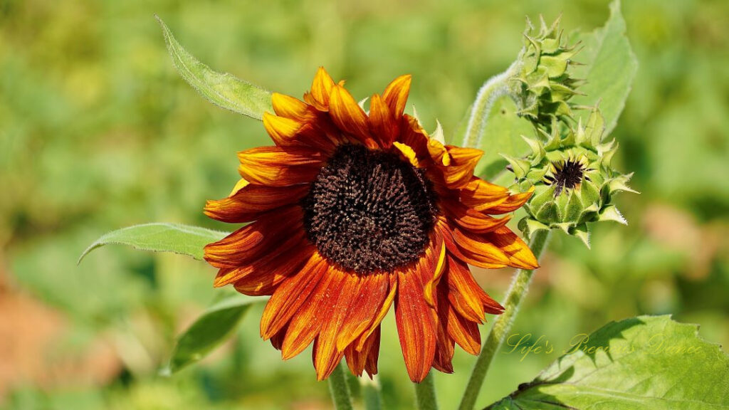 Rust colored sunflower in bloom.