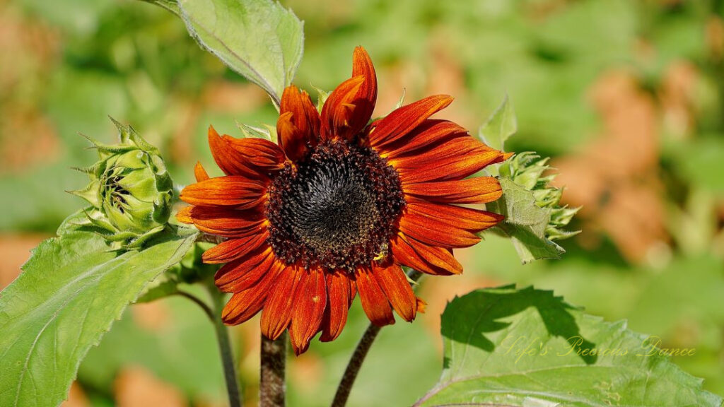 Rust colored sunflower in bloom, with a honeybee in its disk