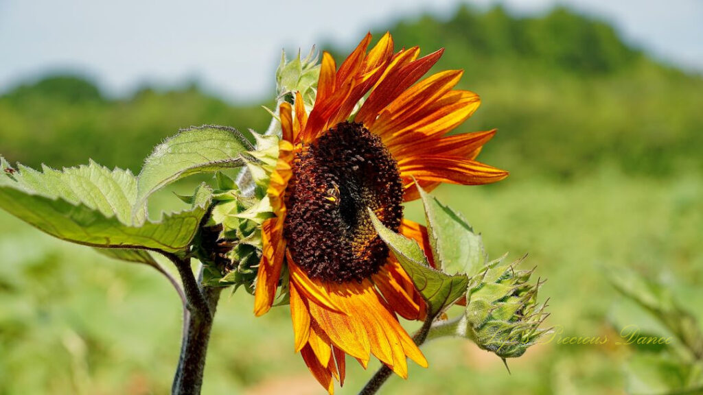 Side view of a orange sunflower with a honeybee in its disk.