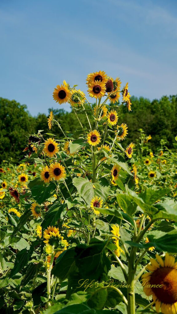 A patch of sunflowers in bloom.