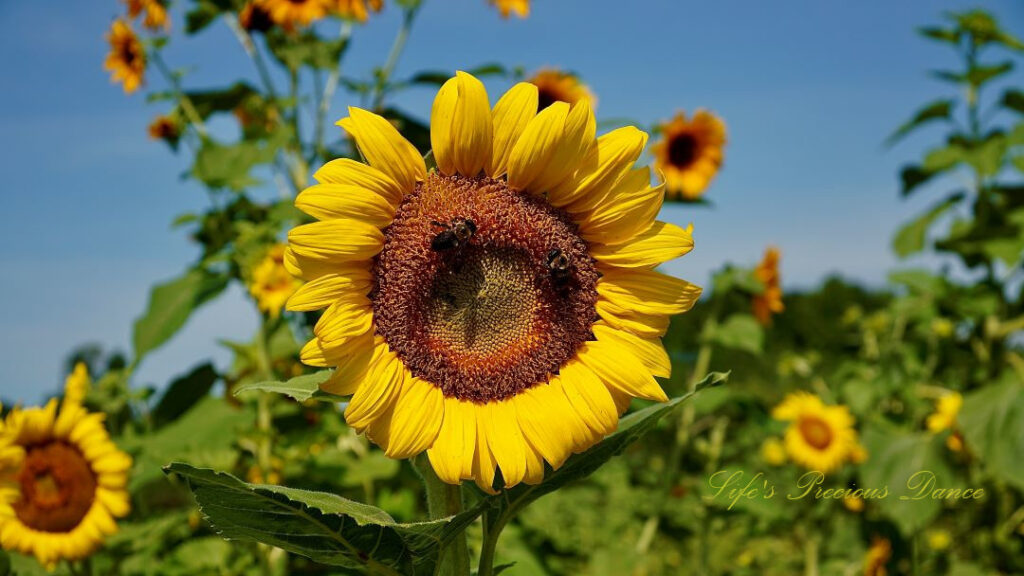 Yellow sunflower in bloom in a patch, with two bees in its disk.