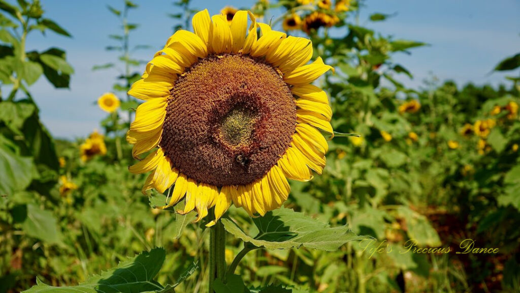 Yellow sunflower with a bee in its disk, in bloom