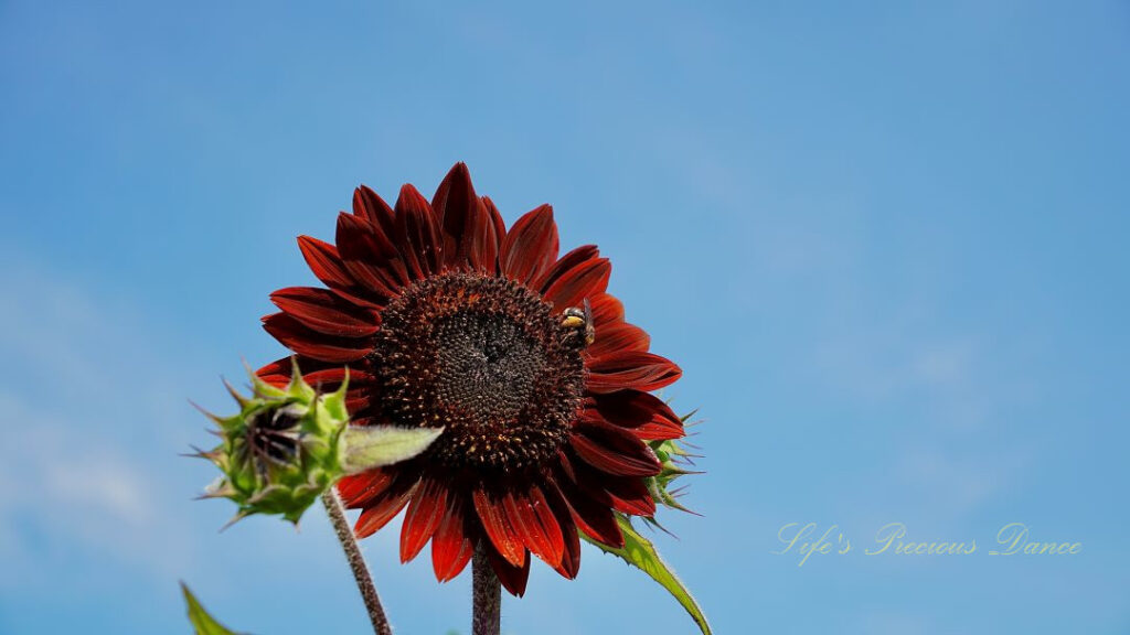 Burgundy sunflower with a honeybee in its disk, in full bloom.