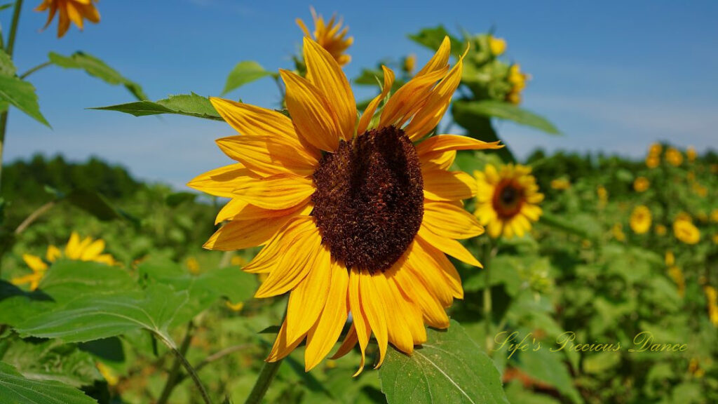 Yellow sunflower in bloom.