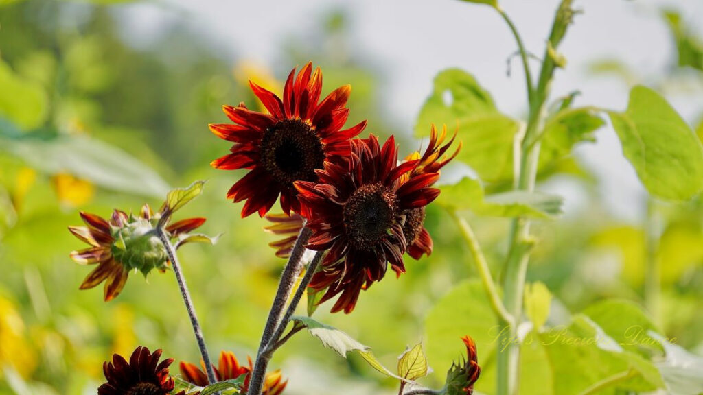 A cluster of burgundy sunflowers in bloom.