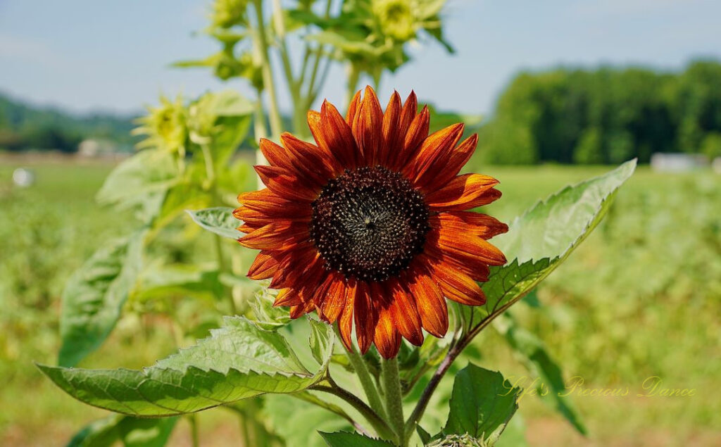 Rust colored sunflower in full bloom.