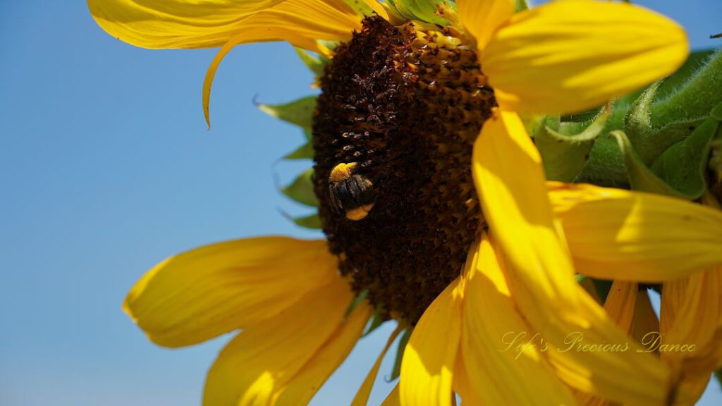 Close up of a honeybee pollinating the disk of a sunflower.