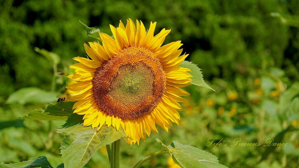 Yellow sunflower in bloom. A bee resting on one of it&#039;s leaves.