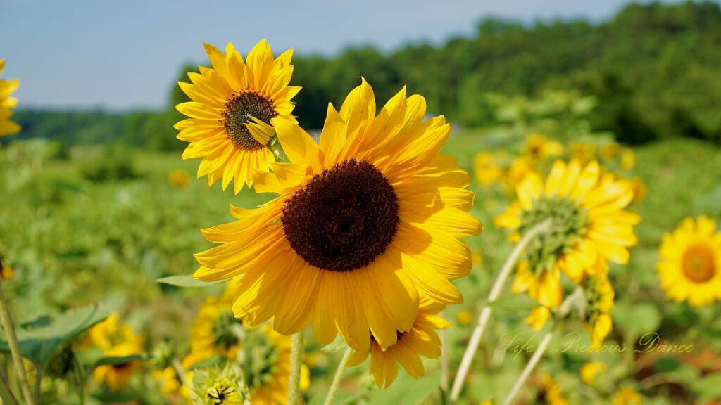 Yellow sunflowers in bloom, in a field.