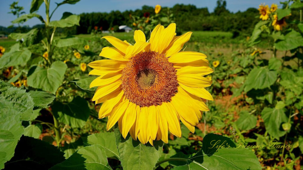 Yellow sunflowers in bloom, in a garden.