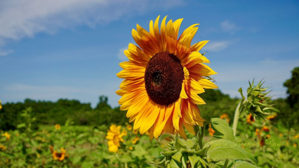 Close up of a orange and yellow sunflower.