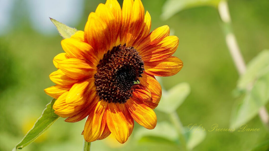 Close up of a orange and yellow sunflower.