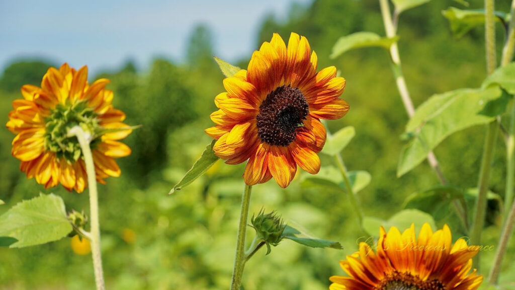 Orange and yellow sunflower in bloom.