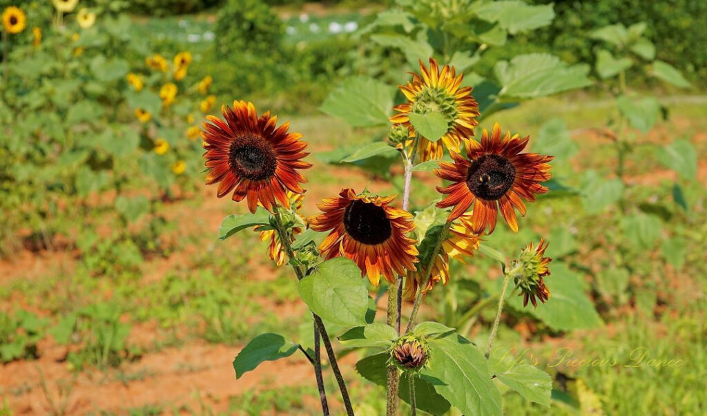 Several rust colored sunflowers growing off the same stalk. One has a bee in its disk.