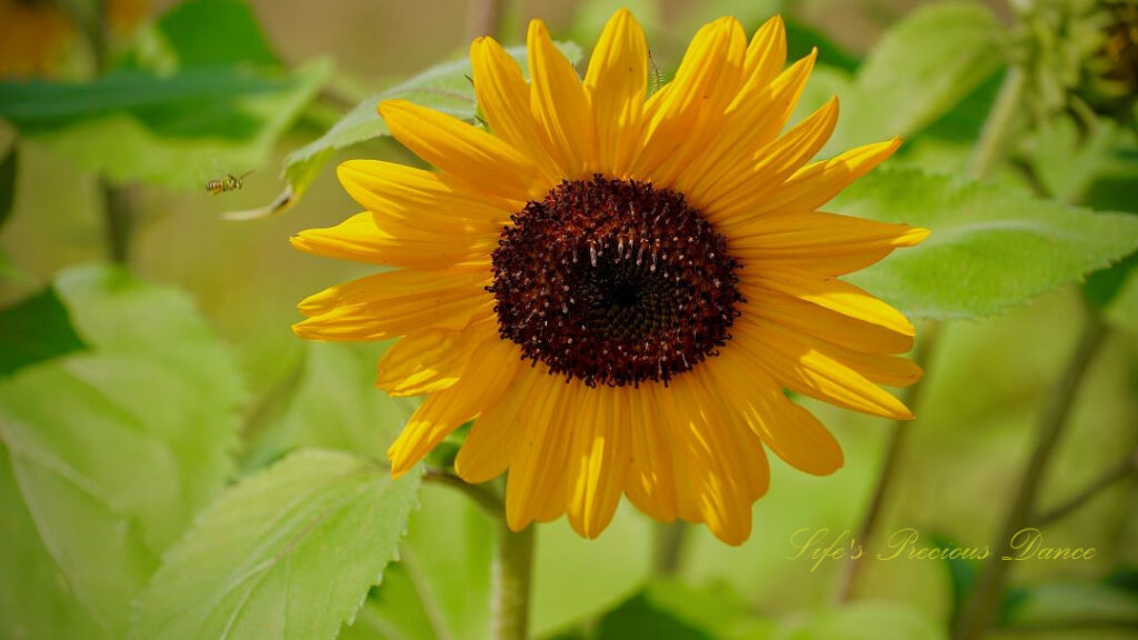 Yellow sunflower in full bloom. A honeybee is in the air to the left.