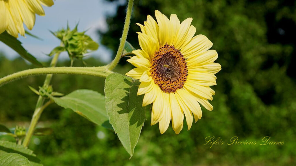 Yellow sunflower in full bloom. A honeybee on its disk.